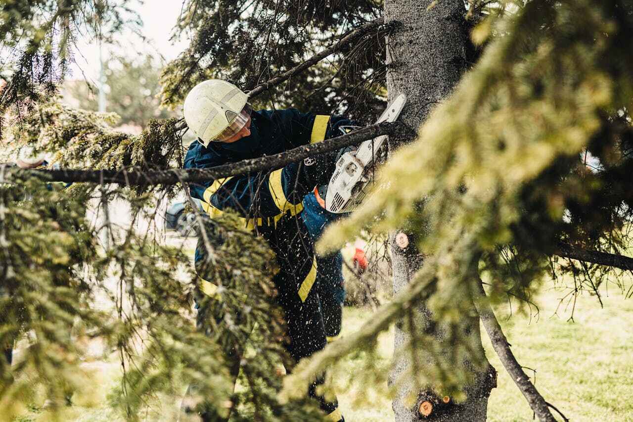 Tree Root Removal in Marion, TX